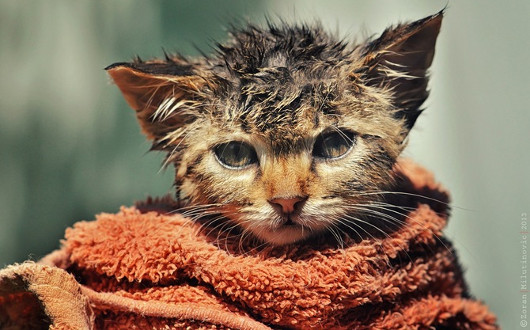 как часто можно мыть кошку