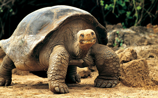 Почему черепахи долго живут