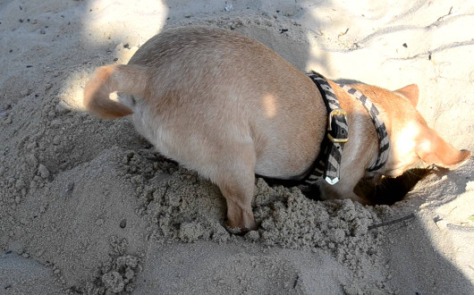 Почему собаки роют ямы