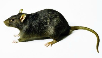 Почему у крысы лысый хвост