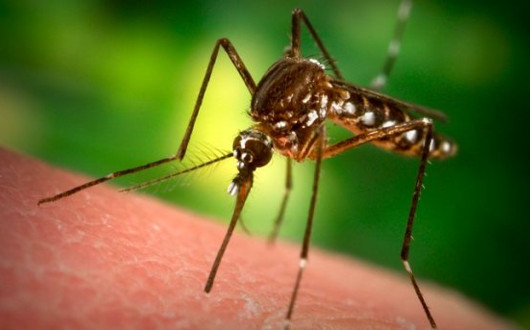 Почему умирают комары