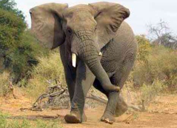 Зачем слону большие уши