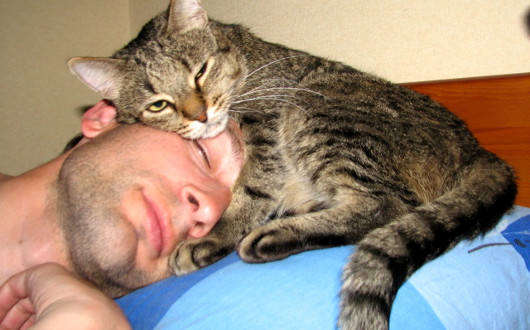 почему коты спят на голове у человека