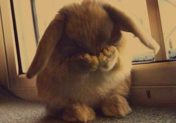 Почему у кролика слезятся глаза