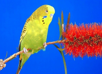 Почему волнистый попугаи выщипывает перья