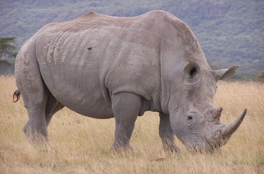 Чем питается носорог
