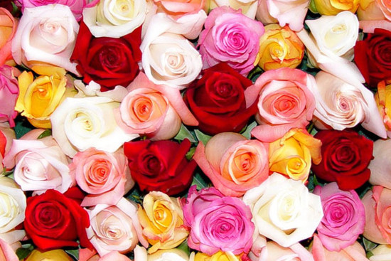 какого цвета дарить розы девушке на 8 марта