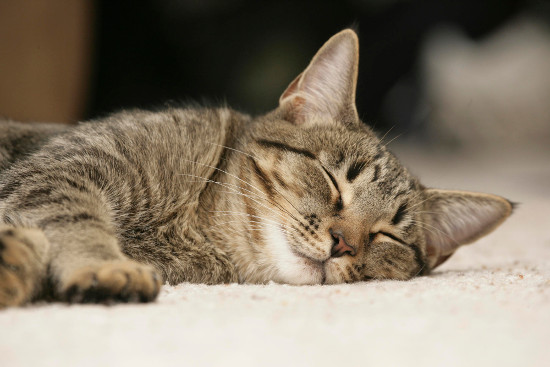 Почему кошка дергается во сне