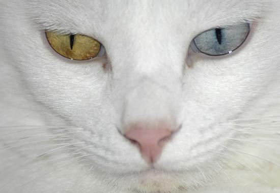 Почему у кошки разные глаза