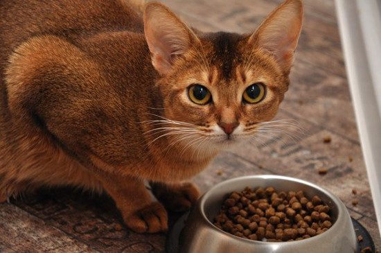 Причины плохого аппетита у кошки