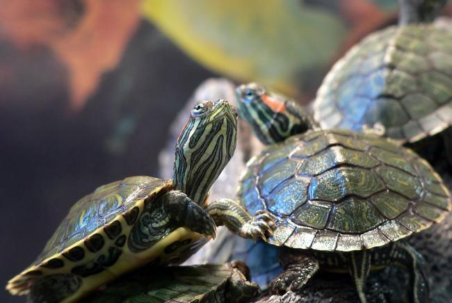 Почему у черепахи белеет панцирь