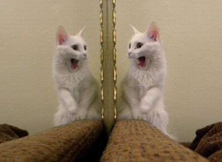 Почему коты не видят себя в зеркале