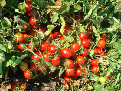 Не растут помидоры, что делать?