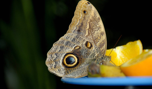 Чем питаются бабочки