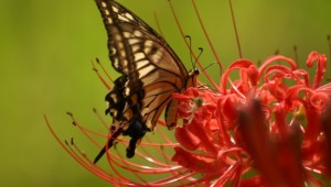 Питание бабочек в природе и домашних условиях