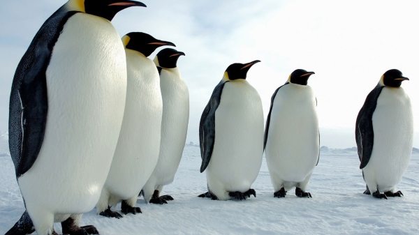 Чем пингвин отличается от других птиц