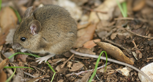 Чем питается полевая мышь