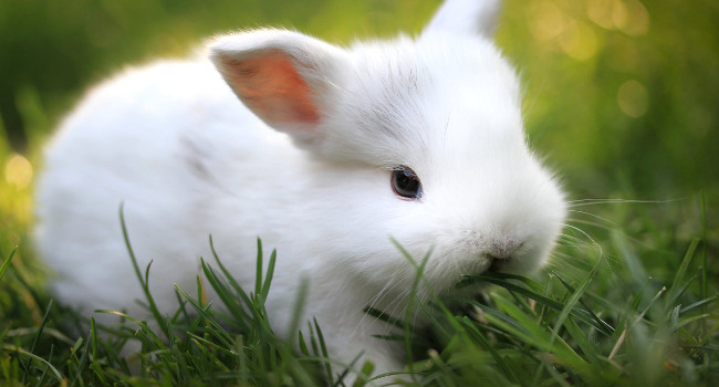 Как быстро растут кролики