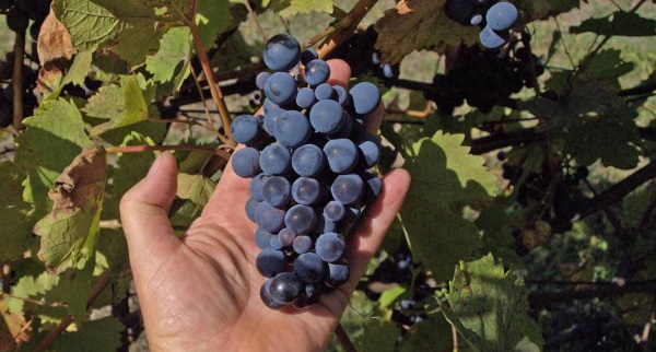 Как быстро растет виноград