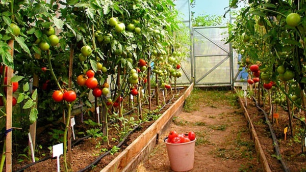 Какие сидераты сеять после томатов