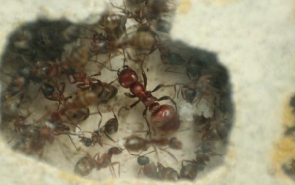 Куда деваются муравьи зимой