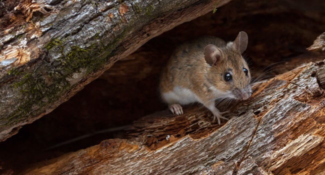 Чем питаются мыши в лесу