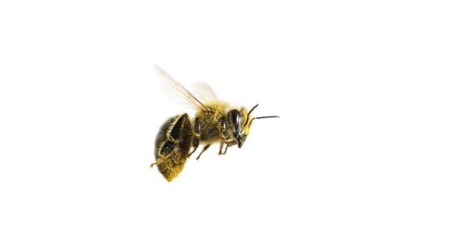 Чем снять опухоль от укуса пчелы