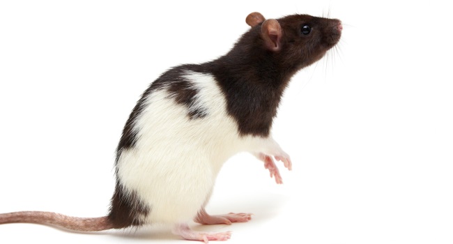 Почему опыты проводят на крысах