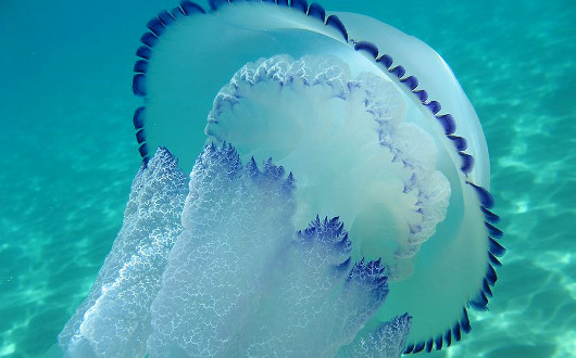 Чем питаются медузы