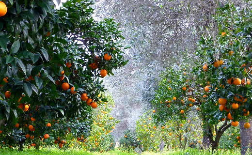 где выращивают апельсины