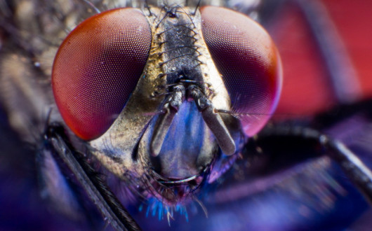 Почему мухи кусаются осенью
