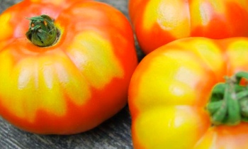 Почему помидоры становятся мягкими