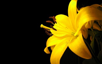 Почему желтеют домашние цветы