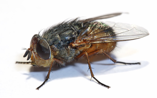 Зачем мухи трут лапки