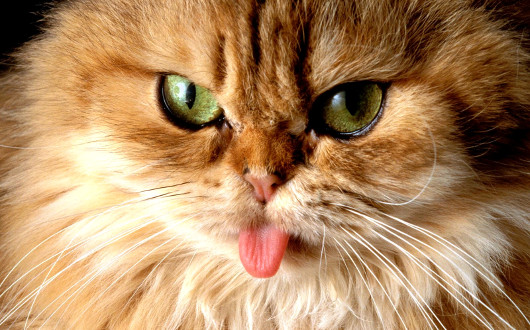почему кошка высовывает язык
