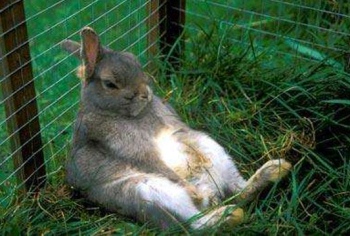 Почему кролики грызут клетку