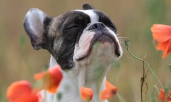 Почему от собаки неприятный запах