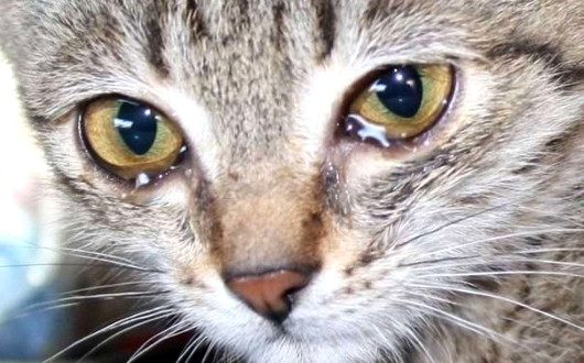 Почему у кота слезятся глаза