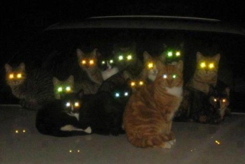 Почему у кошек глаза светятся