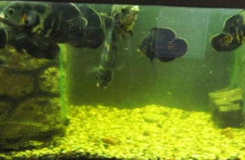 Почему вода в аквариуме желтеет