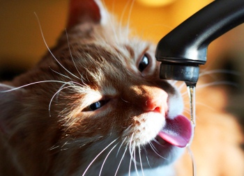 Сколько проживет кошка без воды