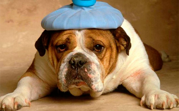 Лечение насморка у собак