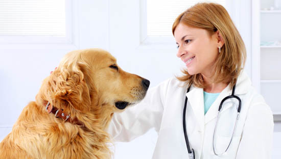 Обязательно ли делать прививки собаке