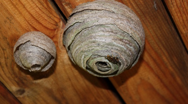 Из чего осы делают гнездо