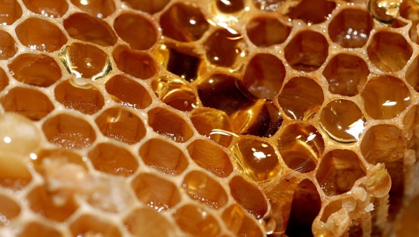 Из чего пчелы делают соты