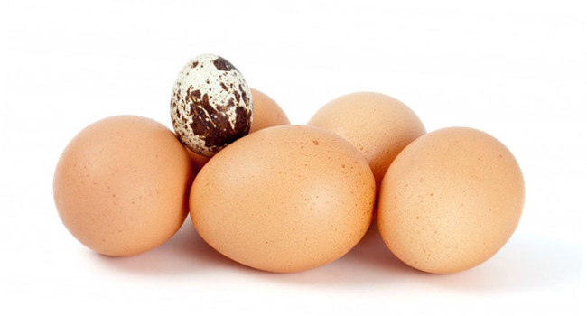 Чем отличаются перепелиные яйца от куриных