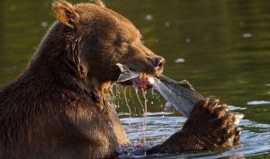 Чем питается медведь в лесу