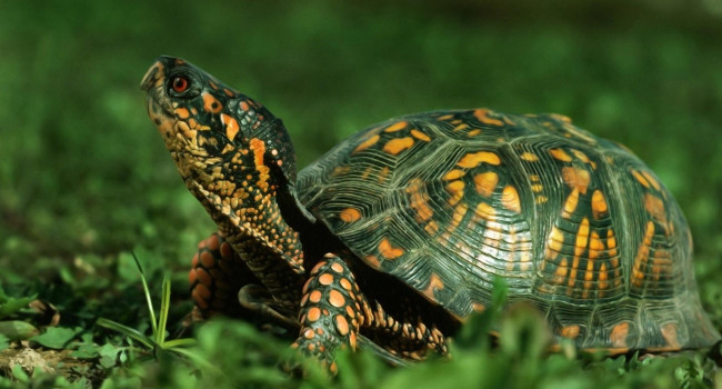 Чем питаются сухопутные черепахи
