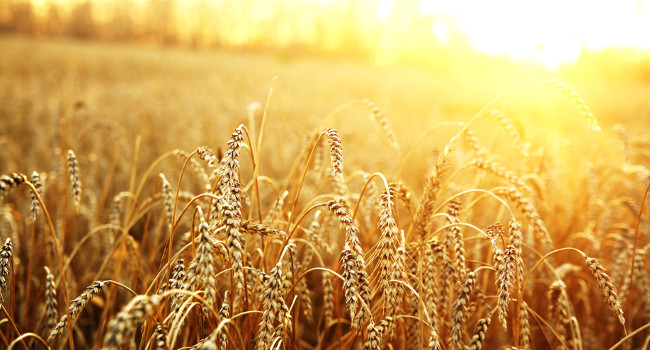 Чем отличается пшено от пшеничной крупы