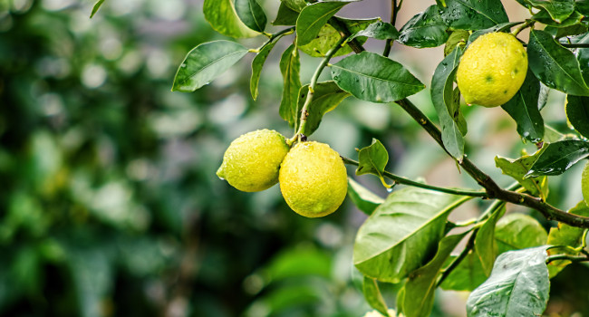 Почему у лимона сворачиваются листья